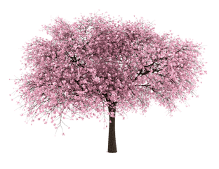 Cherry Blossom Tree Png Hd Transparent - Cherry Blossom Tree Png