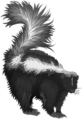 Eastern Spotted Skunk Clipart Png Transparent