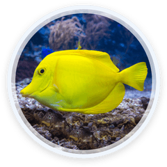 Index Of Wp - Contentthemesenfoldconfiglayerslider Coral Reef Fish Png