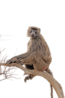 Baboon Transparent - Free PNG