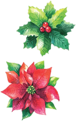 Christmas Flowers Poinsettia Sticker By Stephanie - Poinsettia Png