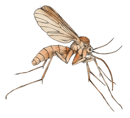 Mosquito Clipart Png - Mosquito Of Malaria Clipart