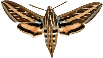 Png Free Stock Moth Transparent Sphinx - Do Tomato Hornworms Turn Into