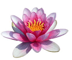 Water Lily Transparent - Free PNG
