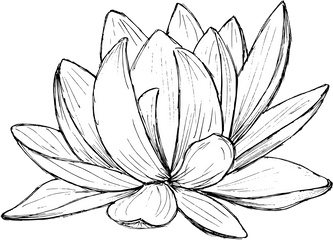 Lotus Drawing Vector Svg Png - Transparent Lotus Drawing