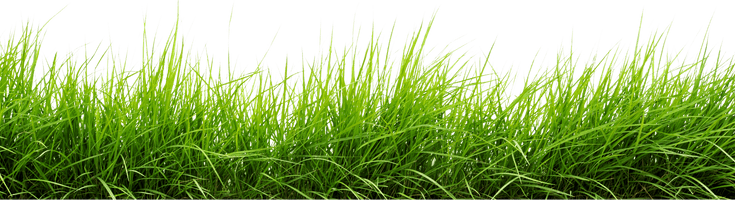 Field Grass Green Landscape Free PNG HQ