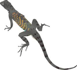 Gecko Iguana Lizard Reptile - Lizard Clipart Png