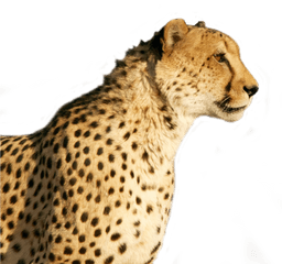 Download Cheetah Png Image For Free - Cheetah Png