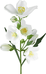 White Flowers Transparent U0026 Png Clipart Free Download - Ywd Transparent Background Real Flower Png