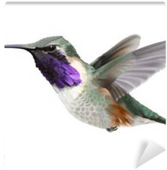 Flying Lucifer Hummingbird - Calothorax Lucifer Hand Drawn Vector Illustration Of A Hovering Male Lucifer Hummingbird With Iridescent Magentapurple Calothorax Lucifer Png