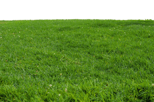 Grass Transparent - Free PNG