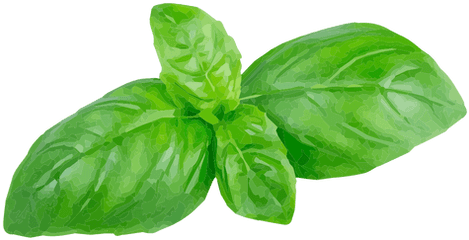 Png Basil Herb Illustration - Basil Herb Png