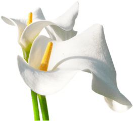 Calla Lily - Lily Png