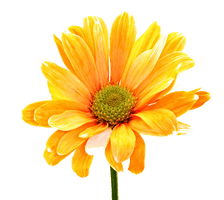 Colorful Flowers Photos - Free PNG