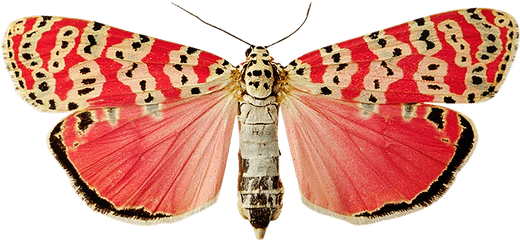 Butterfly From Hitchcock Blonde - Butterfly Png