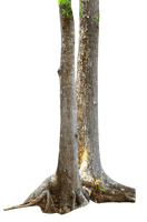 Tree Branch Trunk PNG Image High Quality