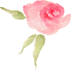 Download Pink Watercolor Flower Bud - Garden Roses Png