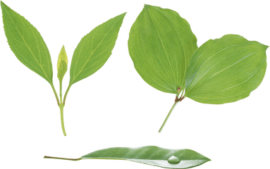 Green Leaves Png Image - Leaf Png Hd