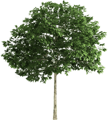 High Resolution Tree Png - Transparent Background Png File Tree Png