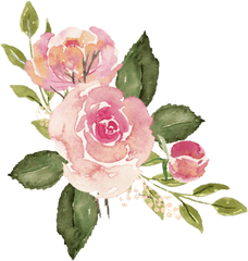 Roses - Watercolor Pink Flower Transparent Png