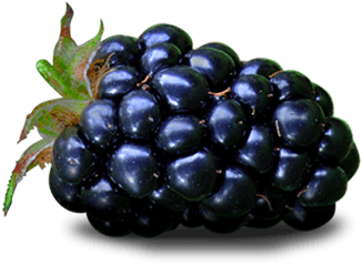 Download Blackberry Fruit Png File - Fruit Blackberry Transparent