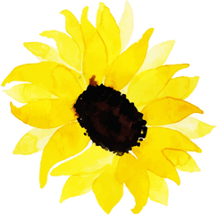 Free Png Watercolor Floral Sunflower