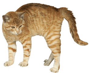 Animal Clip Art - Scared Cat Transparent Background Png