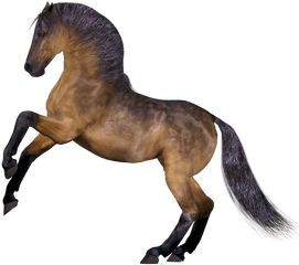 Horse Mane Head - Free Image On Pixabay Hest Png