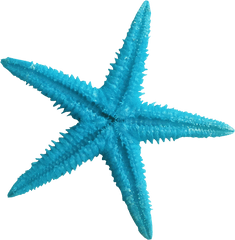 Jellyfish Clipart Blue Starfish - Starfish Clipart Transparent Background Png