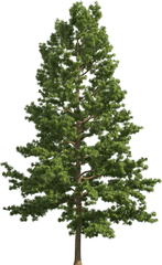 Pine Tree Png Files - Transparent Pine Tree Png