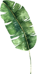 Banana Leaf Png Picture - Banana Leaf Transparent Background