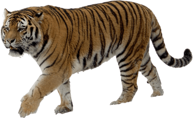 Download Png Tiger Transparent