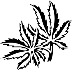 Japanese Maple Leaves - Vector Image Png