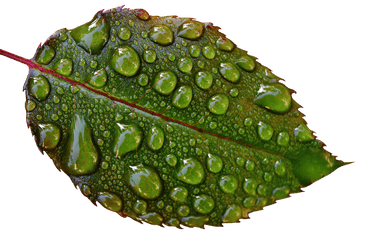 Free Image - Rosenblatt Drip Raindrop Wet Macro Photography Png