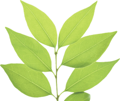 Green Leaf Free PNG HQ