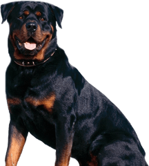 Rottweiler Dog - Rottweiler Png