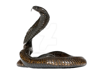 Cobra Snake - Snake On Transparent Background Png