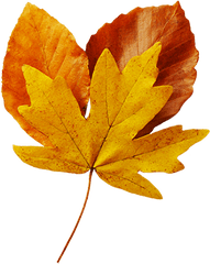 Fall Leaves Clip Art - Beautiful Autumn Clipart U0026 Graphics Realistic Autumn Leaves Transparent Background Png