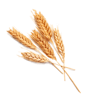 Grain Images Download HQ PNG