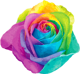 Multicolored Rainbow Rose Transparent Png Clip Art Image - Rainbow Flower Png