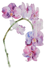 Orchid - Moth Orchid Png