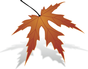 Plantleaftree Png Clipart - Royalty Free Svg Png Japanese Maple