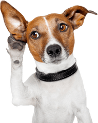 Dog With Transparent Background Free - Dog With Ear Up Png