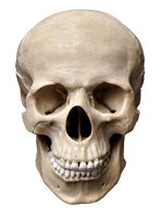 Sapiens Skeleton Skull Photography Homo Human Bone - Free PNG