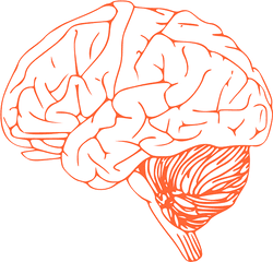 Brain Stem Diagram - Brain Clip Art Png