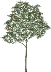 3d Trees - Rowan Tree Acca Software Red Pine Png