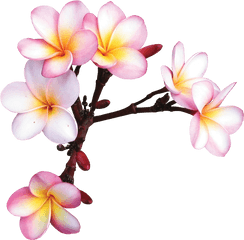 Png Transparent - Exotic Flowers Without Background