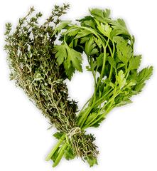 Herbs - Camomile Png