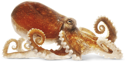 Octopus Png Image