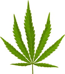 Hemp Purchase Contract - Marijuana Leaf Png